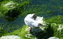 Chroicocephalus ridibundus