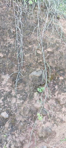 Cynanchum daltonii, photograph 3