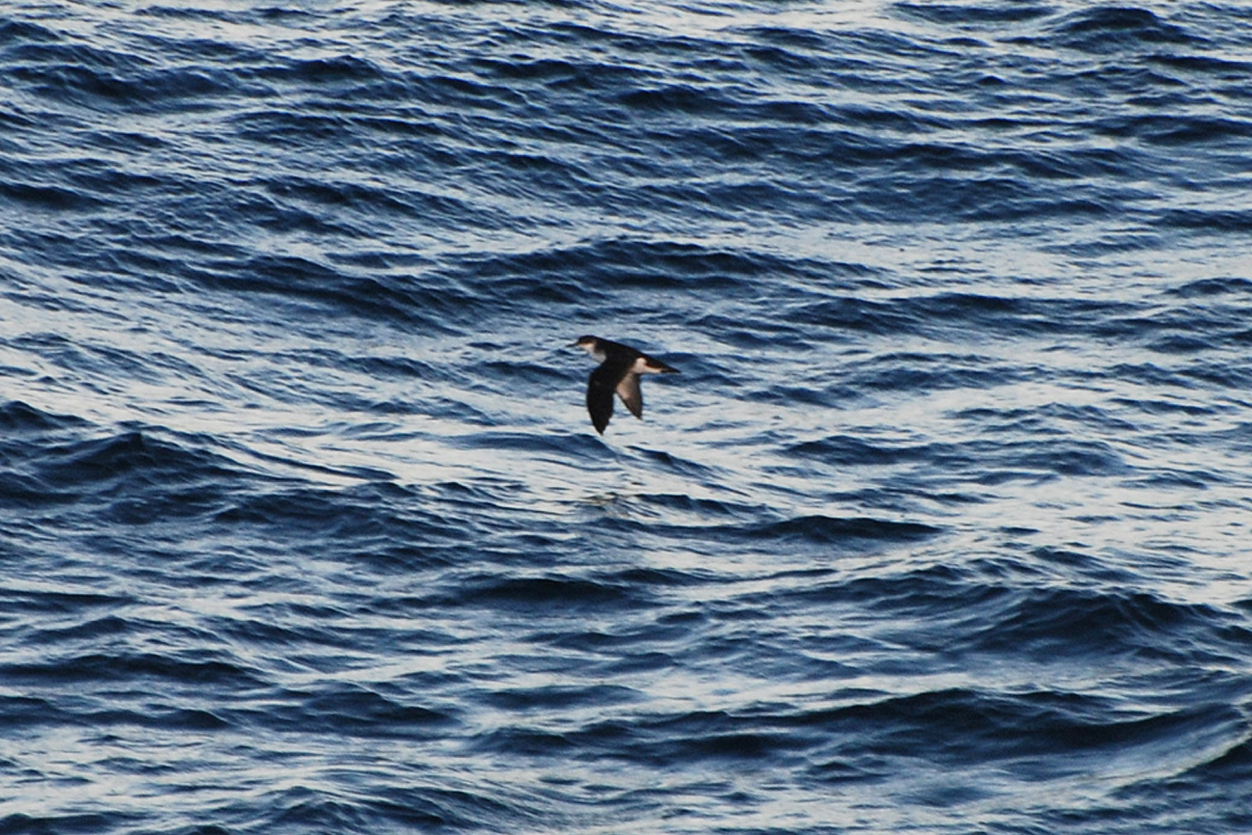 Rapa Shearwater illustration