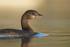 Pied-Billed Grebe photo 2