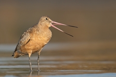 Marbled Godwit photo 6