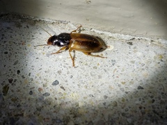 Anisodactylus sanctaecrucis