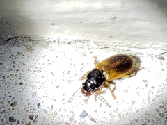 Anisodactylus sanctaecrucis