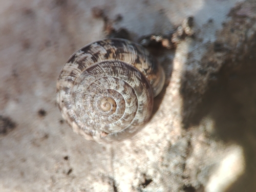 Helicella cistorum