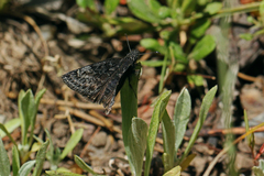 Erynnis persius