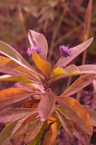 Globularia amygdalifolia, photograph 2