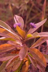 (c) fmunoz, some rights reserved (CC BY) Globularia amygdalifolia, photograph (c) fmunoz, some rights reserved (CC BY)