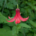 Red Canada Lily - Photo (c) Allen Boynton, some rights reserved (CC BY-NC-ND), uploaded by Allen Boynton
