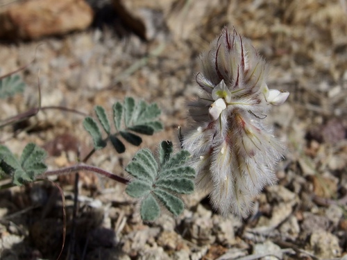 Image of Dalea neomexicana by (c) Sue Carnahan, some rights reserved (CC BY)
