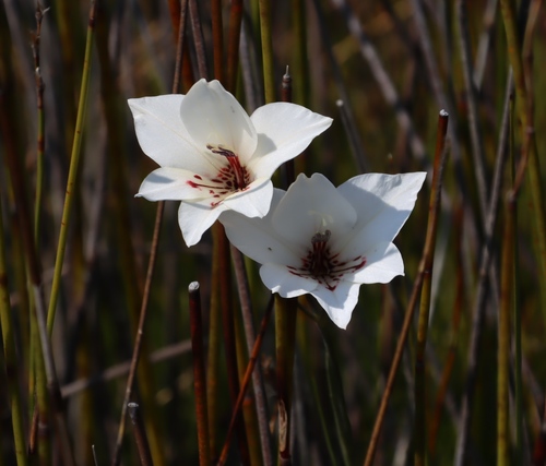 Image of Gladiolus debilis by (c) Tony Rebelo, some rights reserved (CC BY-SA)