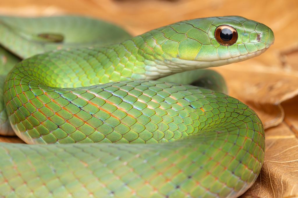 Blind Ground Snake