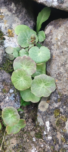 Umbilicus schmidtii (Umbilicus schmidtii)