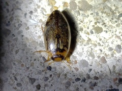 Coptotomus