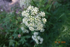 Ligusticum filicinum