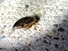 Coptotomus