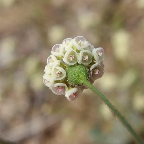 Thurber's Buckwheat (Eriogonum thurberi)