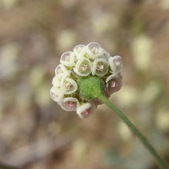 Thurber's Buckwheat (Eriogonum thurberi)
