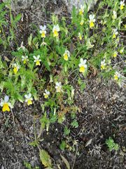 Viola arvensis