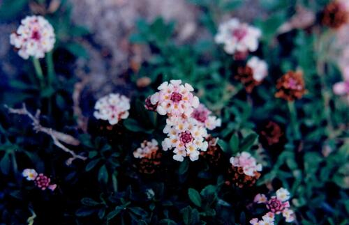 Phyla nodiflora
