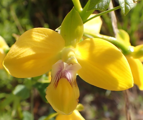 Image of Eulophia speciosa by (c) Nicola van Berkel, some rights reserved (CC BY-SA)