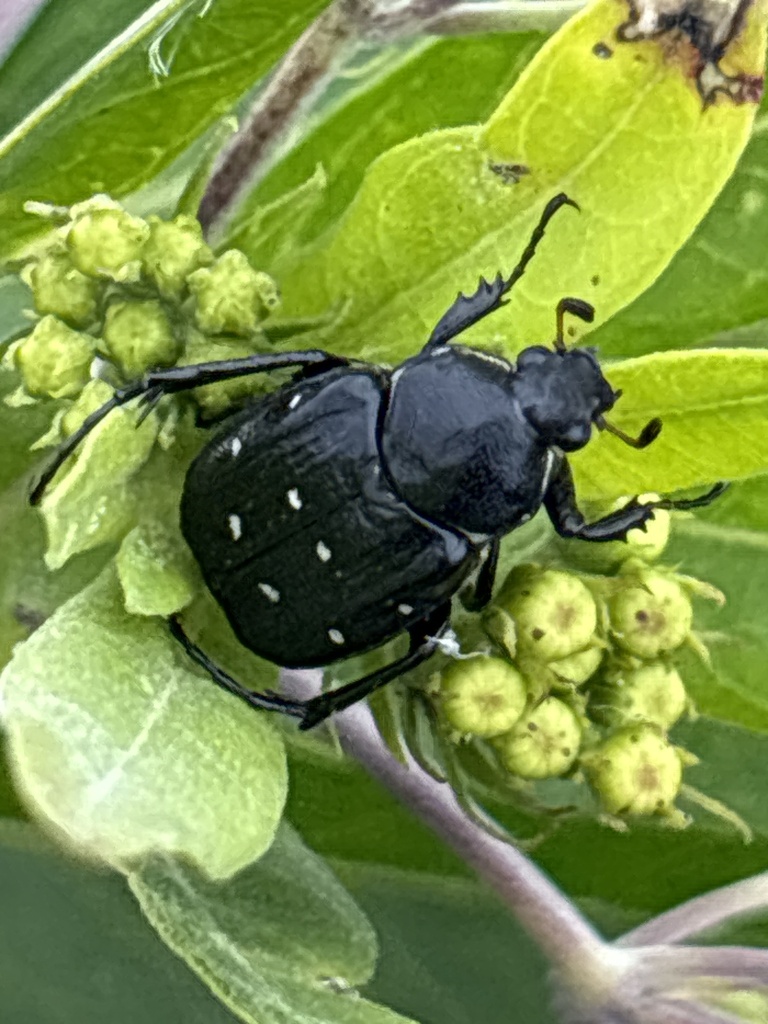 Longleg Wood Chafer