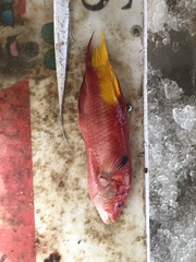 Bodianus pulchellus