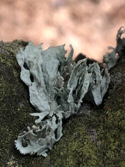Ramalina canariensis
