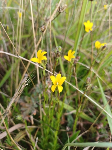 Image of Monopsis lutea by no rights reserved