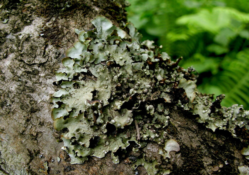Cetrelia sayanensis