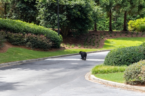 American Black Bear photographed in Georgia