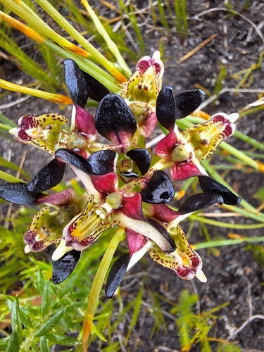 Image of Disa atricapilla by (c) Adele SL, some rights reserved (CC BY)