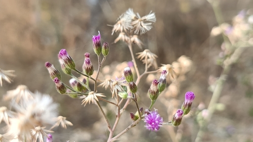 little ironweed