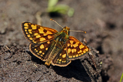 Carterocephalus skada