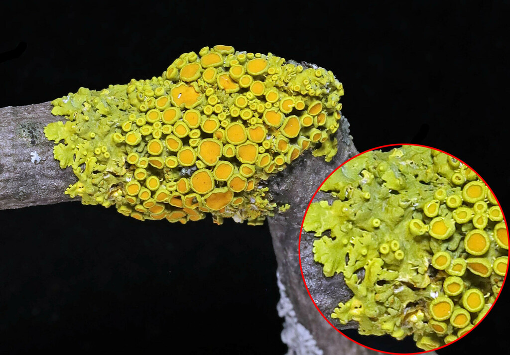Poplar Sunburst Lichen