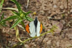 Anthocharis julia sulfuris