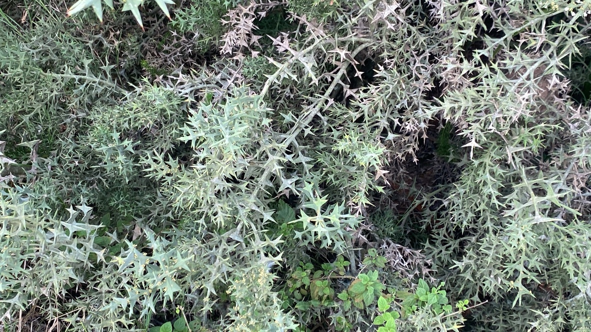 Colletia paradoxa