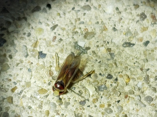 Acuminate Water Boatman photo 5
