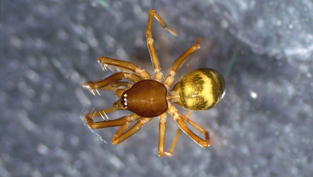 Scotinella redempta