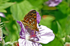 Carterocephalus skada