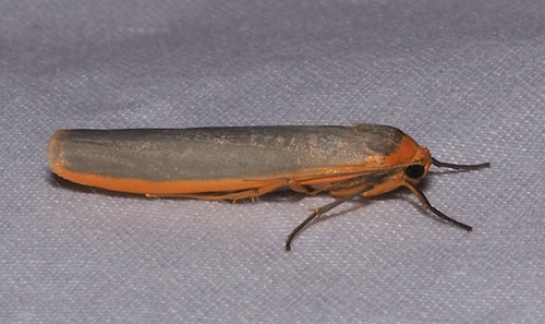 Scarce Footman Moth