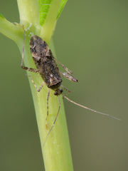 Phytocoris dimidiatus