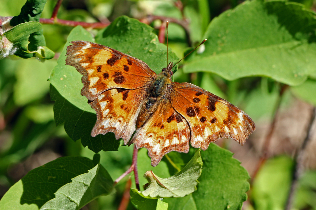 Oreas Comma