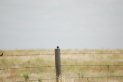 Calcarius ornatus
