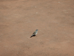 Fringilla coelebs moreletti