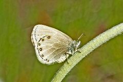 Coenonympha haydenii