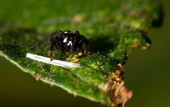Metaphidippus manni