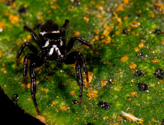 Metaphidippus manni