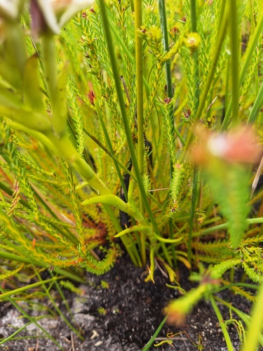 Image of Disa atricapilla by (c) Adele SL, some rights reserved (CC BY)