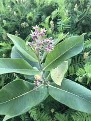 Asclepias speciosa × syriaca
