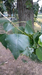 Populus nigra